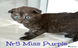Scottish Fold cats for sale: 5 Full Pedigree Scottish Fold/Straight Kitens - Image 31