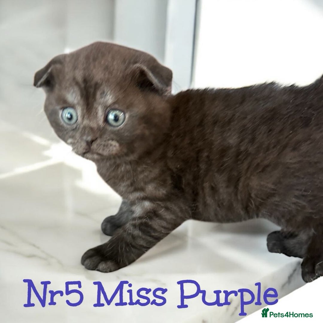Scottish Fold cats for sale: 5 Full Pedigree Scottish Fold/Straight Kitens - Image 31