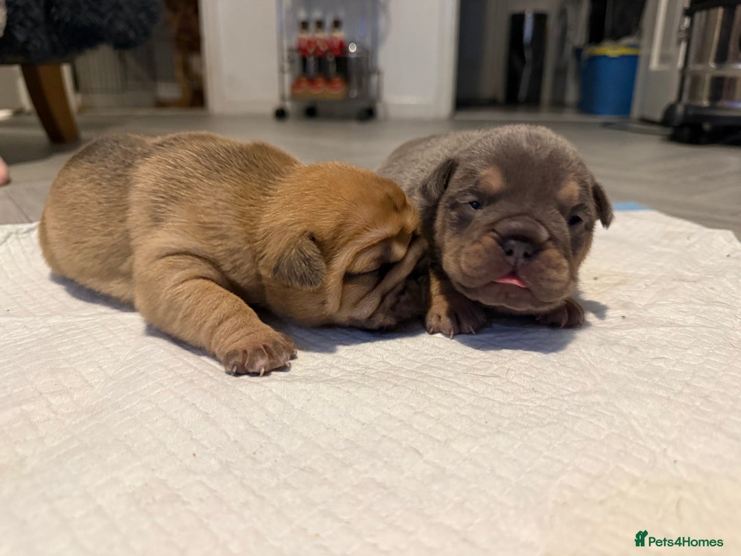 Mixed Breed dogs for sale: 3 girls 1 boy pup for sale - Advert 12