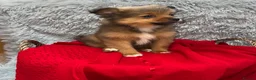 Pomeranian dogs for sale: Only two beautiful Pomeranian babies left - Advert 14