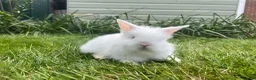 Lionhead rabbits for sale: Beautiful mini double maned lionheads  - Advert 6