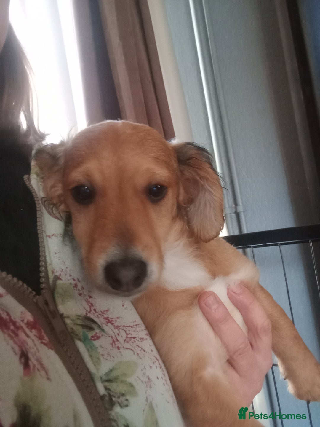 Mixed Breed dogs for sale: 3 Cockapoo x Jack Russell DNA clr Mum - Advert 2