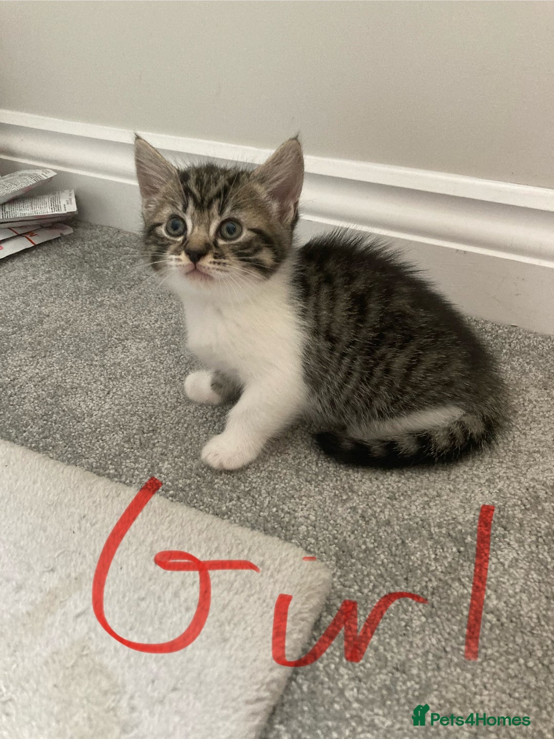 Mixed Breed cats for sale: Big fluffy kittens for sale part Maine coon - Image 15