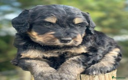 Bernedoodle dogs for sale: F1B STANDARD  BERNADOODLE LAST FEW - Image 6