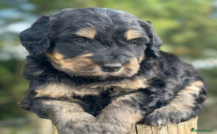 Bernedoodle dogs - Advert 1