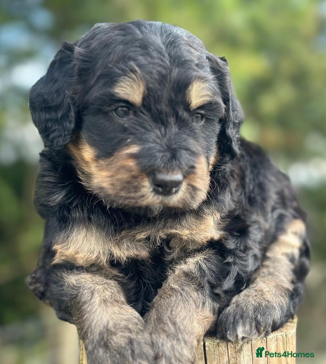 Bernedoodle dogs for sale: F1B STANDARD  BERNADOODLE LAST FEW - Image 6