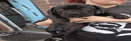 Cane Corso dogs for sale: Born With Presence, Raised With Purpose in Bournemouth - Advert 8
