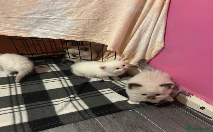 Ragdoll cats Pedigree Ragdoll babies - Advert 15