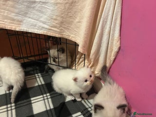 Ragdoll cats Pedigree Ragdoll babies - Advert 5