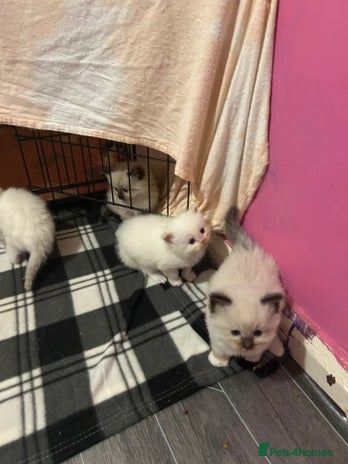 Ragdoll cats Pedigree Ragdoll babies - Advert 4