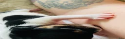 Jack Russell dogs for sale: Stunning Jack Russell puppies - Advert 5