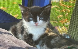 Mixed Breed cats for sale: 3 cute kittens ready for new home - Image 15