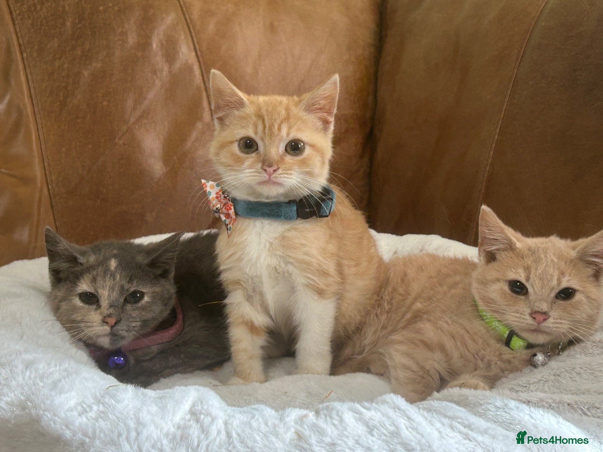 British Shorthair cats Beautiful Unusual Kittens for sale - Advert 1
