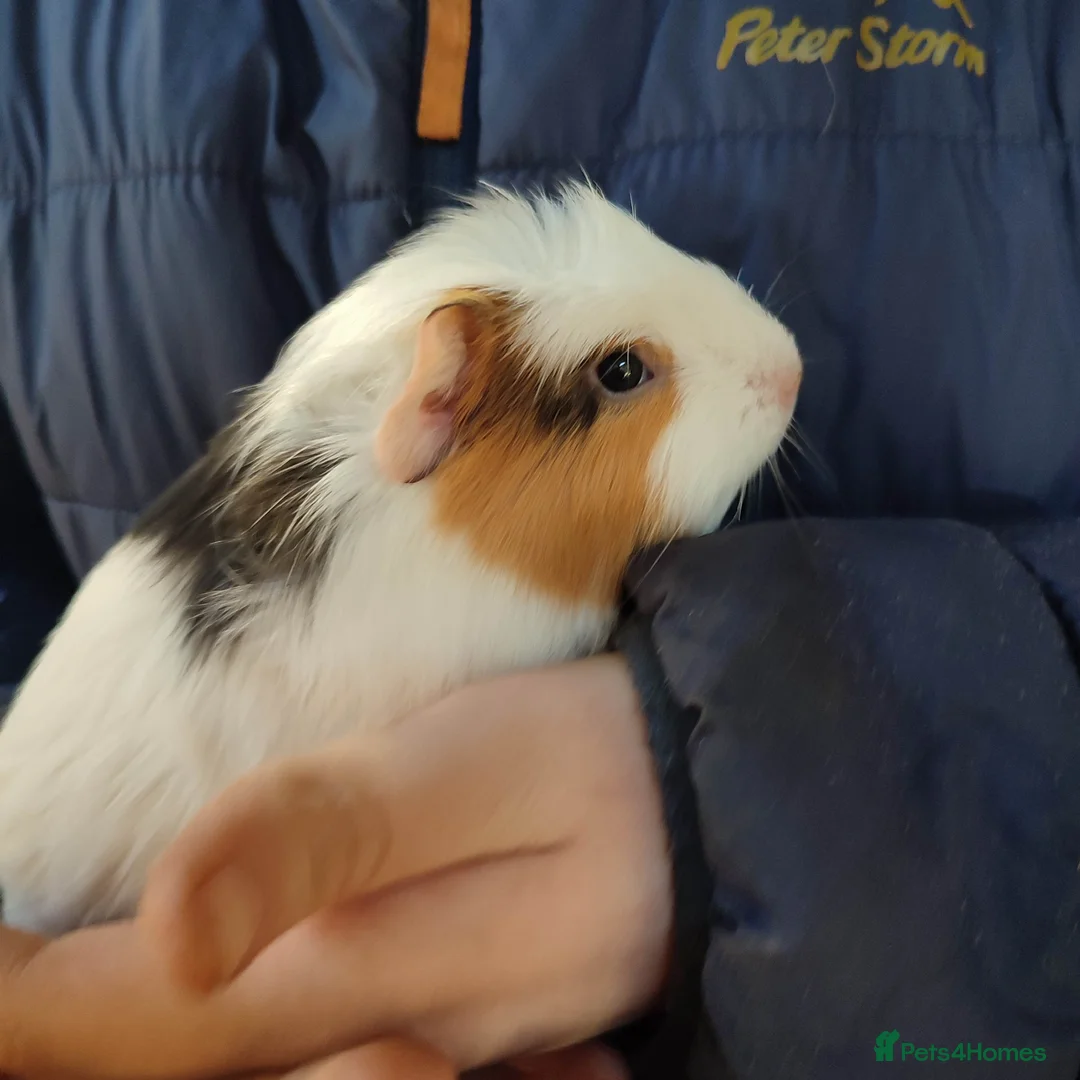 Guinea Pig rodents for sale: Guinea pigs for sale  - Advert 3