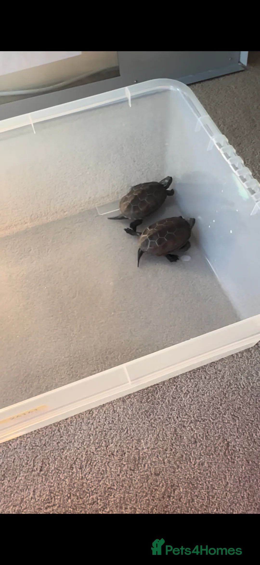 Terrapin reptiles for sale: Reeves turtles & guppies  - Advert 1