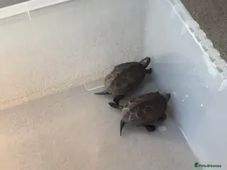 Terrapin reptiles Reeves turtles & guppies - Advert 1