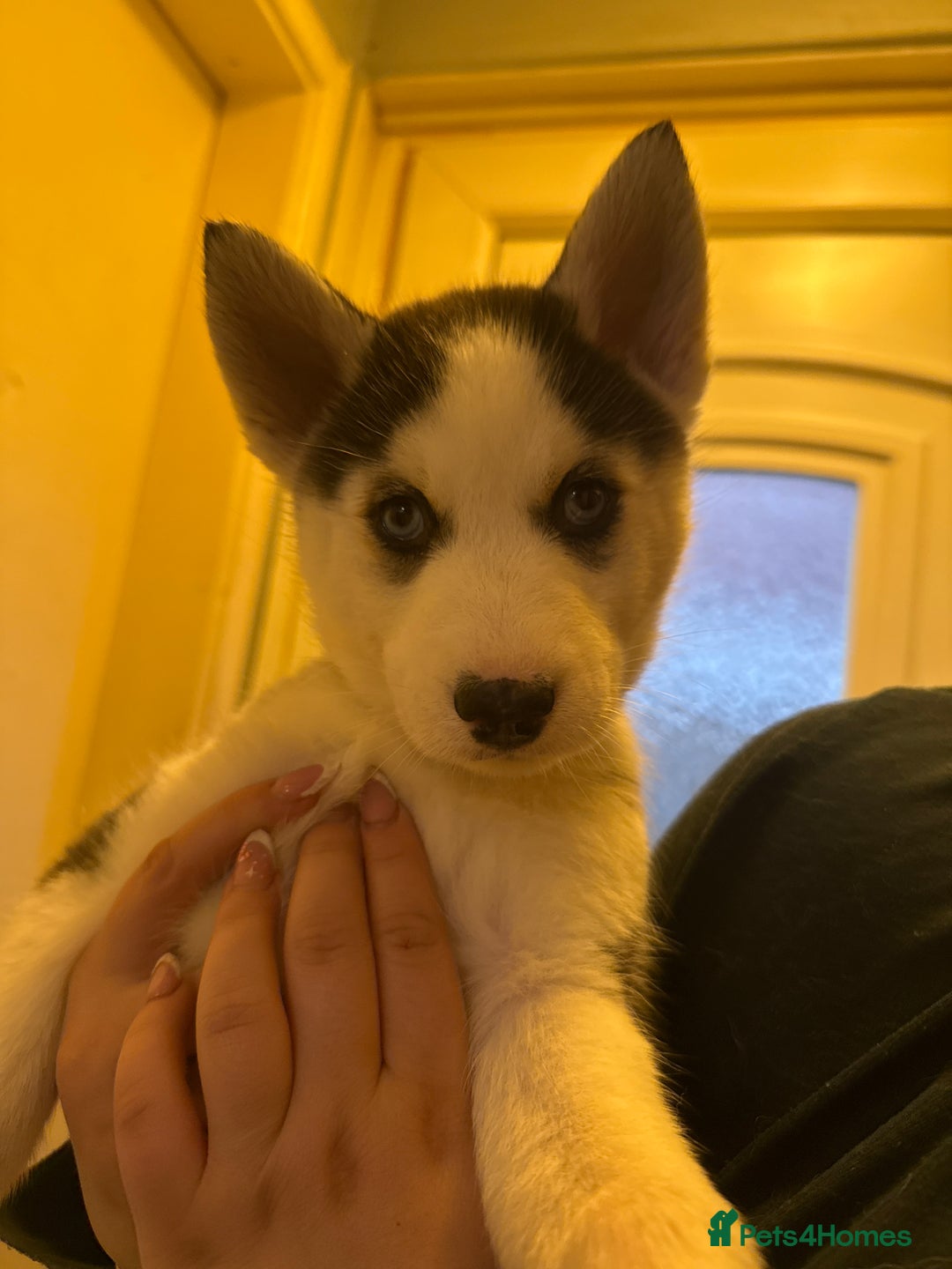 Siberian Husky dogs for sale: 5 Siberian husky puppies.  - Advert 7
