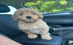 Goldendoodle dogs for sale: ** GOLDENDOODLE GIRL BVA/PRA CLEAR ** - Image 2