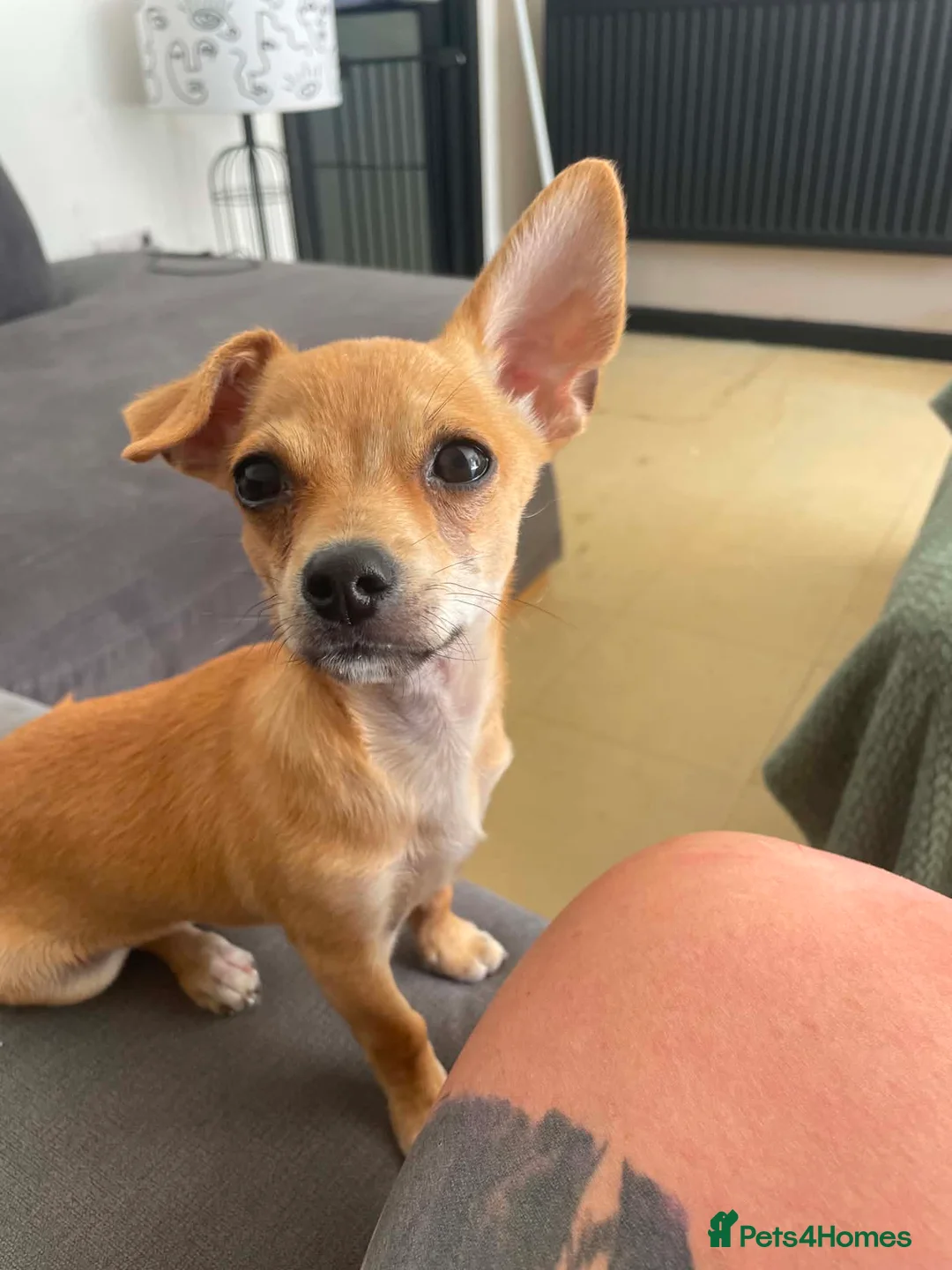 Chihuahua dogs for sale: 4 month old chihuahua   - Advert 2