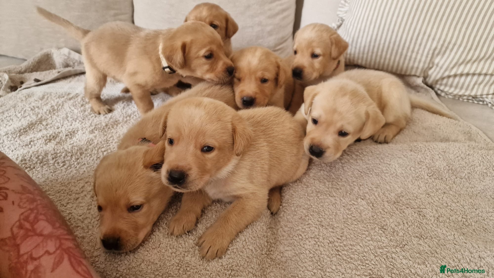 Labrador Retriever dogs Golden Labrador puppies (shorthair) - Advert 1