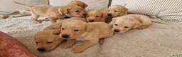 Labrador Retriever dogs for sale: Golden Labrador puppies (shorthair) - Advert 1