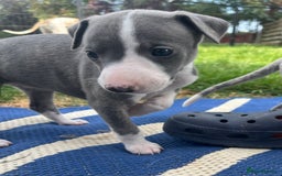 Whippet dogs for sale: Show Quality Blue Brindle KC Registered Whippets - Image 24