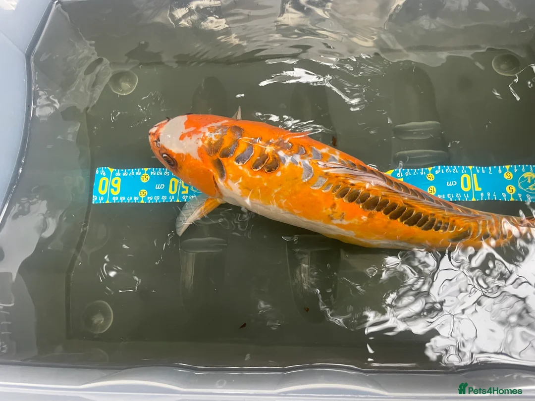 Koi Carp fish for sale: Shusui £90. Chagoi £80 Ghost £50 - Advert 5