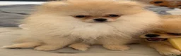 Pomeranian dogs for sale: Rare Tiny Teddy Bear Face Pomeranian pups |KC Reg - Advert 14