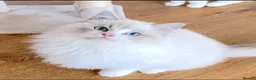 Ragdoll cats for sale: READY NOW *** GCCF REGISTERED RAGDOLL KITTENS - Advert 9