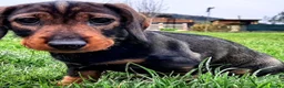 Dachshund dogs for sale: Razzle – 5-Year-Old KC Registered Teckel Bitch - Advert 3