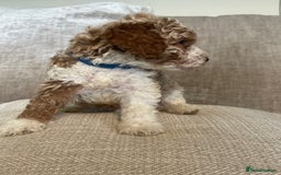 Cavapoo dogs for sale: F1b Cavapoos - Image 2
