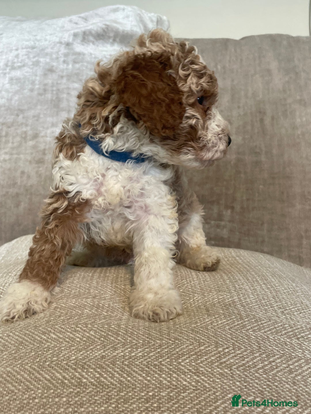 Cavapoo dogs for sale: F1b Cavapoos - Image 2