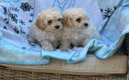 Poochon dogs for sale: Beautiful Poochons  - Image 5