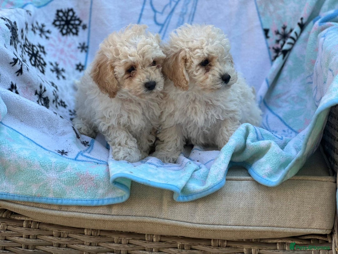 Poochon dogs for sale: Beautiful Poochons  - Image 5
