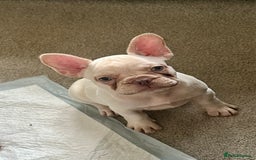 French Bulldog dogs for sale: READY NOW!! KC registered French bulldogs - Image 29