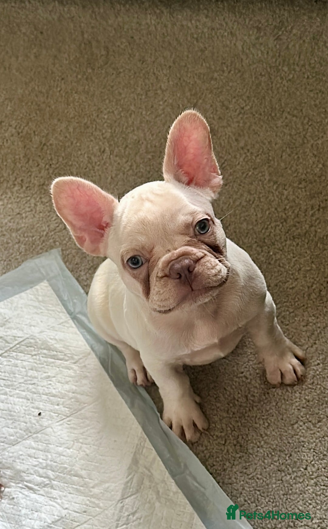 French Bulldog dogs for sale: READY NOW!! KC registered French bulldogs - Image 29