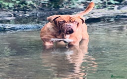 Dogue De Bordeaux dogs for sale: 🐾 Dogue de Bordeaux – Chunky True type- Ready 🐾 - Image 18