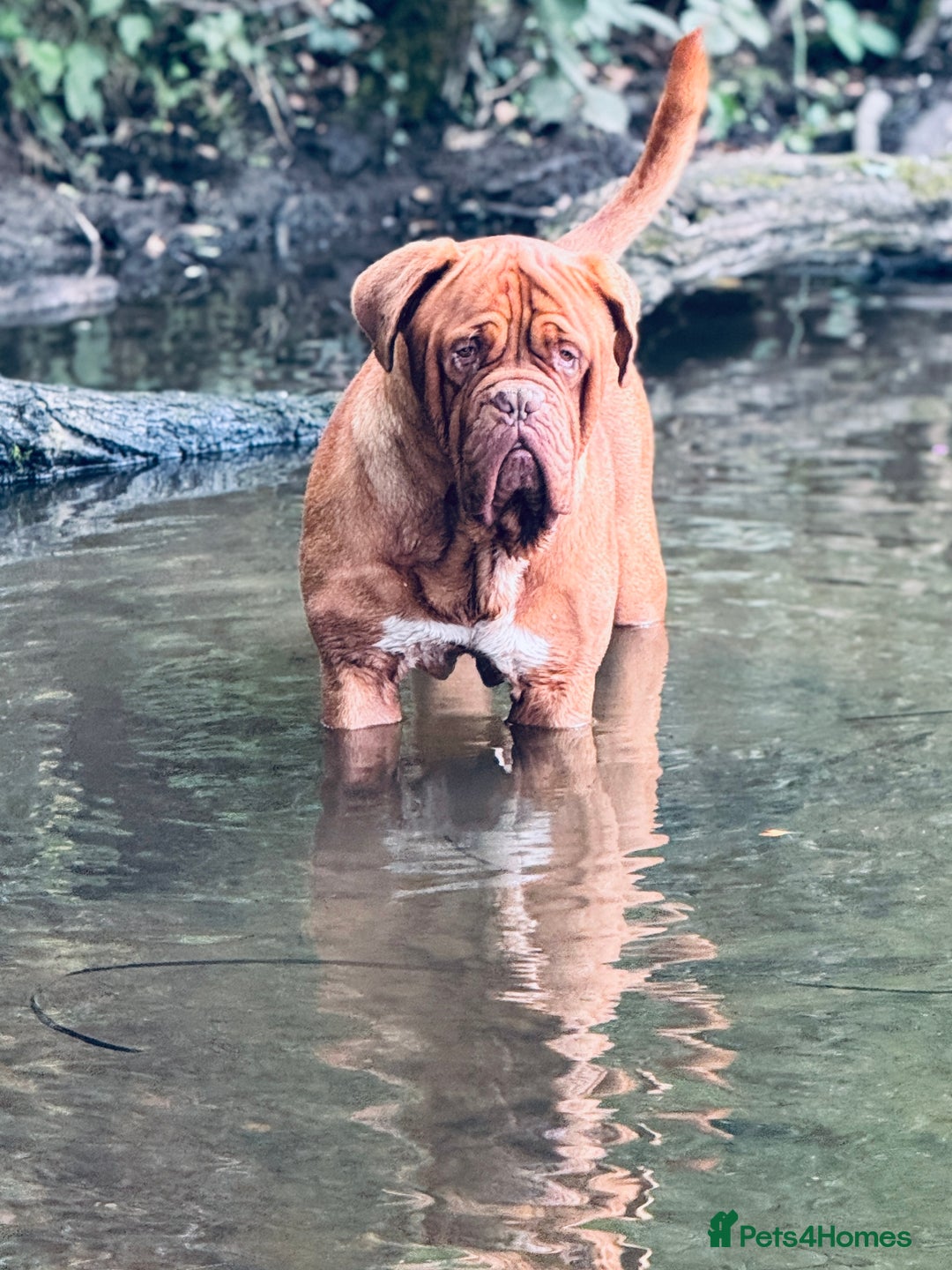 Dogue De Bordeaux dogs for sale: 🐾 Dogue de Bordeaux – Chunky True type- Ready 🐾 - Image 18