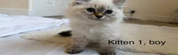 Siberian cats for sale: Beautiful Blue-Eyed Siberian Kittens - Advert 4