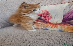 Maine Coon cats for sale: Maine Coon kittens available Chunky and confident - Image 12