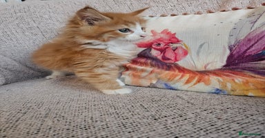 Maine Coon cats - Advert 13