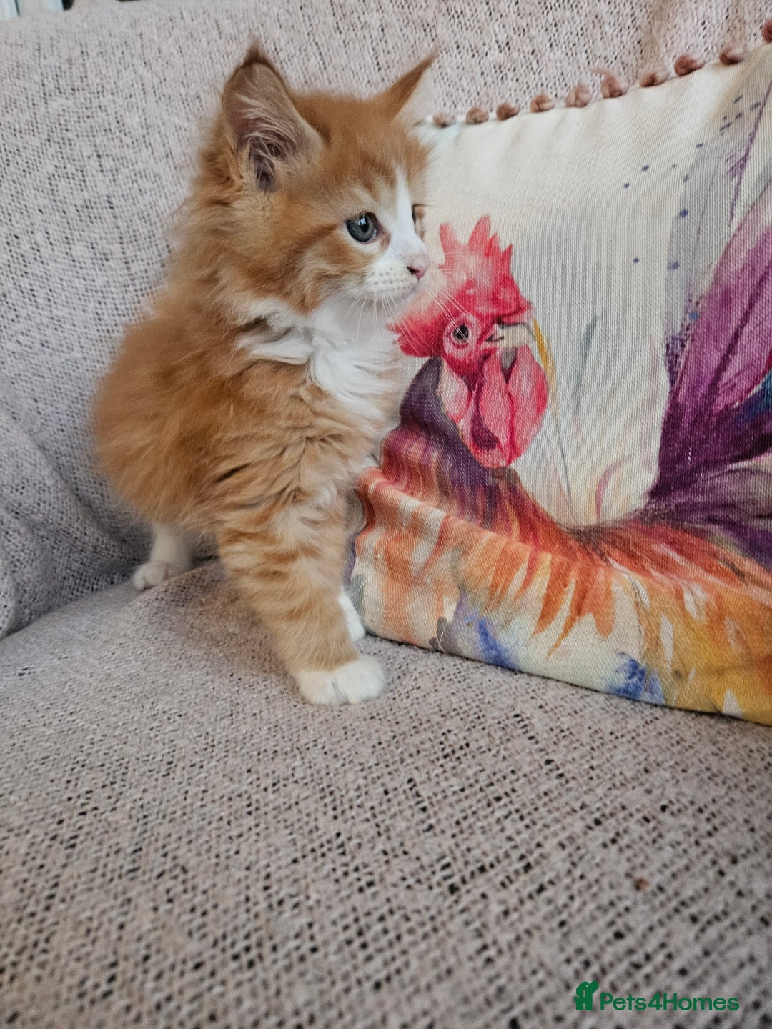 Maine Coon cats for sale: Maine Coon kittens available Chunky and confident - Image 12