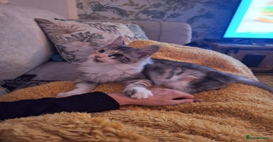 Maine Coon cats - Advert 1