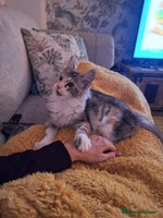 Maine Coon cats - Advert 1