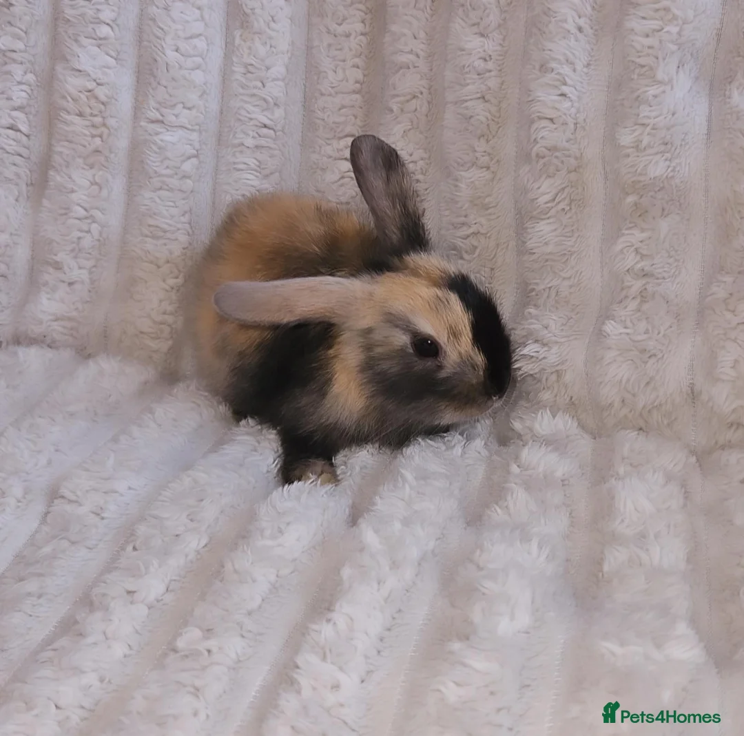 Mini Lop rabbits for sale: Baby rabbits - Advert 6