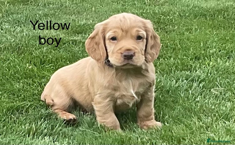 Cocker Spaniel dogs - Advert 4