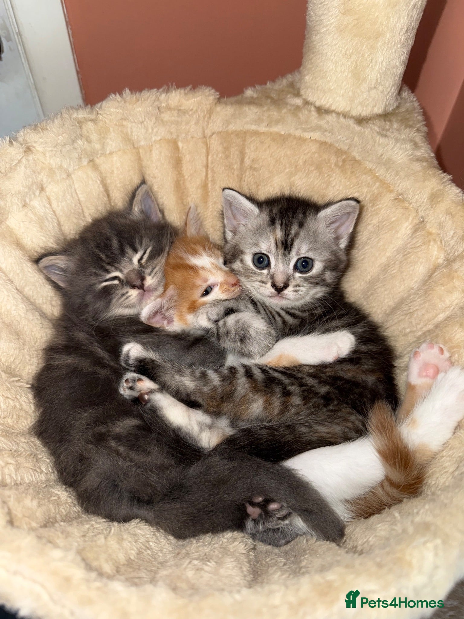 Mixed Breed cats Lovely kittens - Advert 2