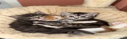 Mixed Breed cats for sale: Lovely kittens - Advert 1