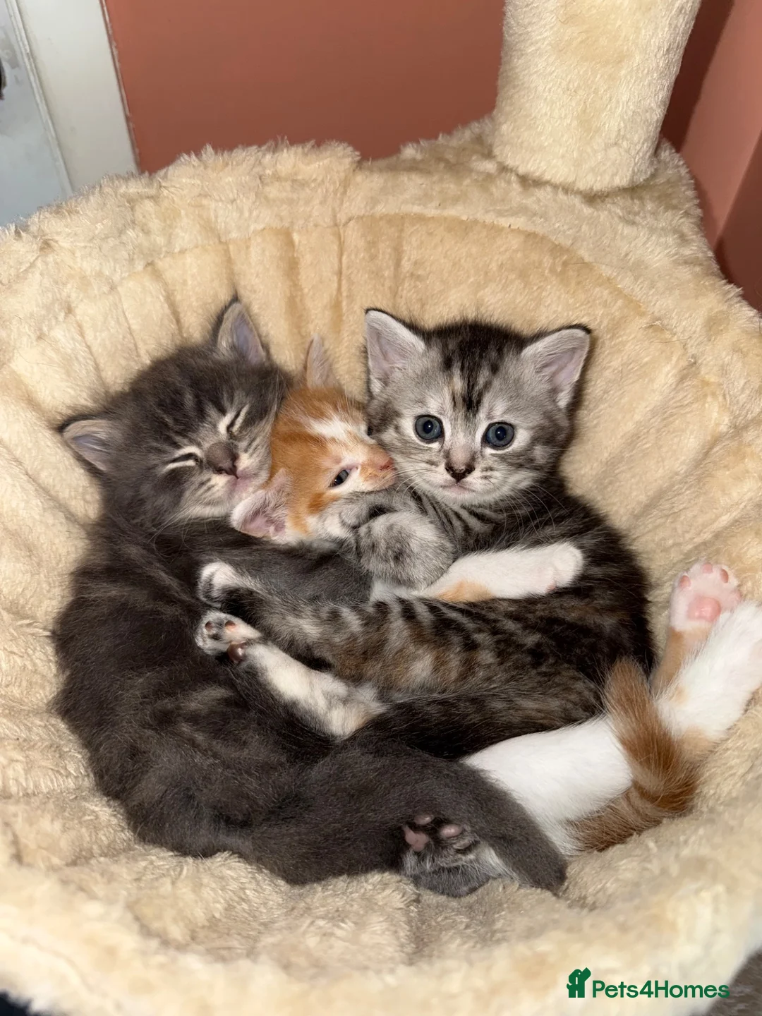 Mixed Breed cats for sale: Lovely kittens - Advert 1