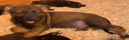German Shepherd dogs for sale: Working Line German Shepherd Puppies - Cornwall in Hayle - Advert 32